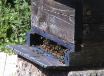 Carnica Bienen-Erlebnis-Museum (Kirschentheurer)