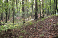 Prähistorische Höhensiedlung und Sulmtalnekropole (Großklein)