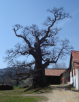 Ältester Edelkastanienbaum (Stubenberg am See)