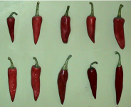 Paprika I (Bugac)