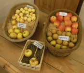 Südtiroler Obstbaumuseum (Niederlana) (Lana)