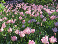 Botanischer Garten I (Meran/Merano)