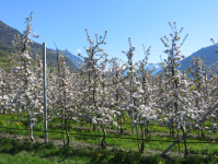 Burg Hochnaturns (Naturns/Naturno)