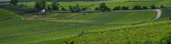 Kalterer Weinweg (Kaltern am See/Caldaro al lago)