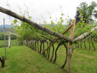 Kalterer Weinweg (Kaltern am See/Caldaro al lago)