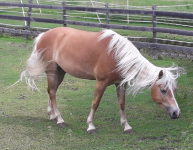 Pferderasse Haflinger (Tierart) (Hafling/Avelengo)