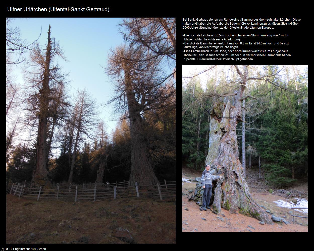 Ultner Urlärchen (Sankt Gertraud) (Ultental/Valdultimo) in Kulturatlas-SÜDTIROL