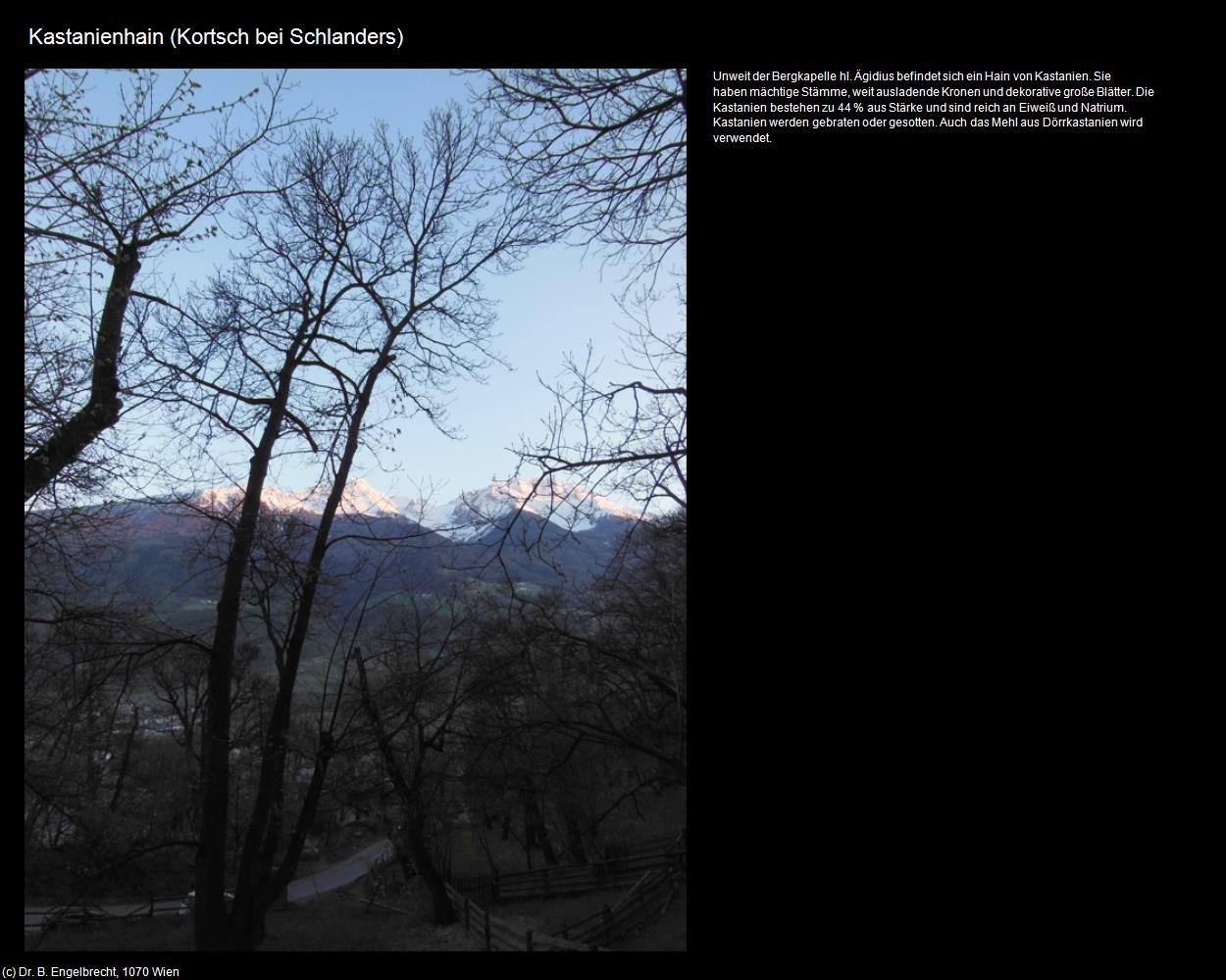 Kastanienhain (Kortsch bei Schlanders/Corzes) in Kulturatlas-SÜDTIROL