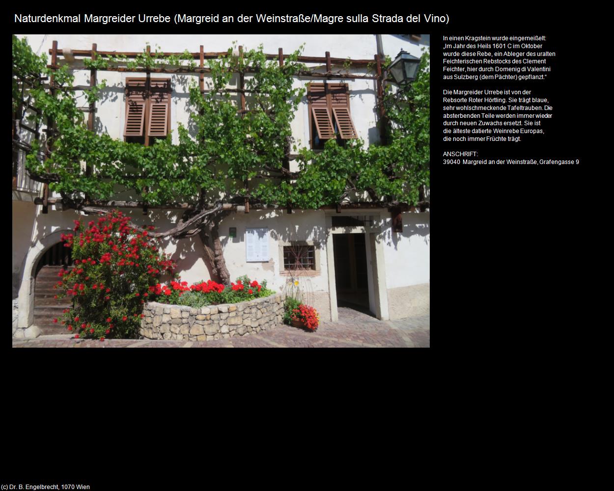 Naturdenkmal Margreider Urrebe (Margreid an der Weinstraße/Magre sulla Strada del Vino) in Kulturatlas-SÜDTIROL