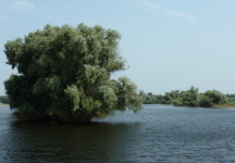 Donaudelta IV (Tulcea)