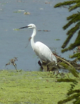 Donaudelta I (Tulcea)