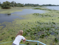 Donaudelta II (Tulcea)