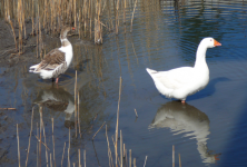 Nationalpark Neusiedler See-Seewinkel (Illmitz)