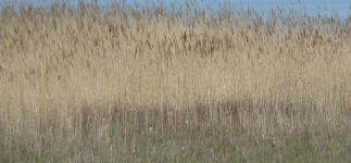 Neusiedler See (Neusiedler See)