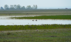 Lange Lacke (Apetlon)