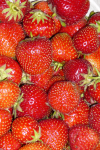 Erdbeeren (Wiesen)