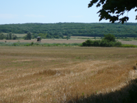 Ödes Kloster im TÜPL (Kaisersteinbruch bei Bruckneudorf)