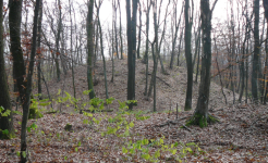 Hügelgräberfeld im Schandorfer Wald  (Schandorf)