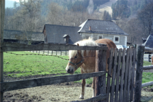 Waldbauernmuseum (Gutenstein)