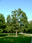 Schlosspark (Laxenburg)