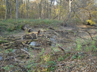 Nationalpark Donau-Auen I (Orth an der Donau)