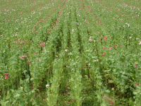 Mohn I (Armschlag/Sallingberg)