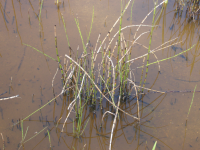 Wasserpflanzen (Ottensteiner Stausee/Zwettl)