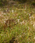 Naturpark Heidenreichsteiner Moor II (Heidenreichstein)