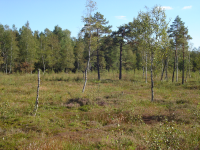 Naturpark Heidenreichsteiner Moor I (Heidenreichstein)