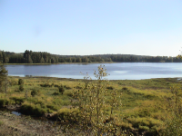 Waldviertler Karpfen (Heidenreichstein)