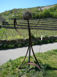 Terrassenweinbau in der Wachau  (Wachau)