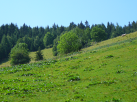 GEOpark feistritztal-hochwechsel (Trattenbach)