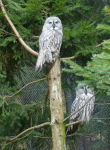 Natur- und Wildpark Buchenberg (Waidhofen an der Ybbs)