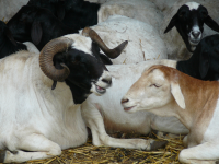 Tierpark Stadt Haag (Haag)