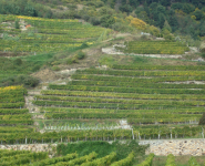 Terrassenweinbau in der Wachau  (Wachau)