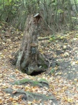 Klosterruine Paradeis  (Ried am Riederberg)