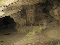 Nashorn und Güntherhöhle (Hundsheim)