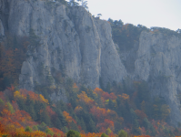 Kalksteinwand am Peilstein  (Neuhaus/Weissenbach an der Triesting)