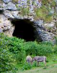 Burgruine Frohnberg  (Miesenbach)