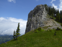 Riesen-Schachtelhalme am Großen Sonnleitstein   (Naßwald)