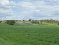 Dünen im Marchfeld (Lassee)