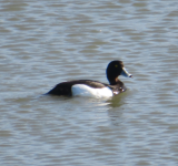 vogel.schau.plätze  (Hohenau an der March)