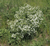 Tatarische-Meerkohl am Zeiserlberg (Ottenthal)