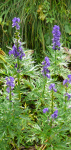 Vegetation (Dachstein)