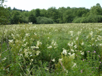 Neydhartinger Heilmoor  (Bad Wimsbach-Neydharting)