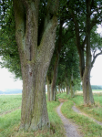 Mostobstbaum-Allee  (Sankt Georgen bei Grieskirchen)