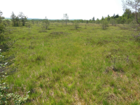 Ibmer Moor und Naturschutzgebiet Pfeiferanger I (Eggelsberg)