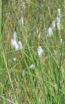 Ibmer Moor und Naturschutzgebiet Pfeiferanger I (Eggelsberg)