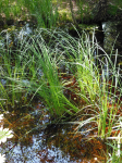 Ibmer Moor und Naturschutzgebiet Pfeiferanger II (Eggelsberg)