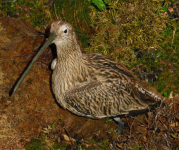 Ibmer Moor und Naturschutzgebiet Pfeiferanger II (Eggelsberg)